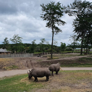 wildlands-2021-afrika-neushoorns