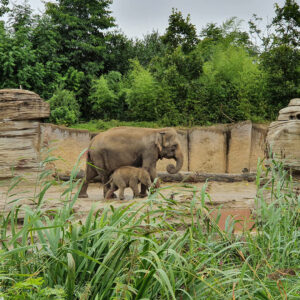 wildlands-2021-olifanten